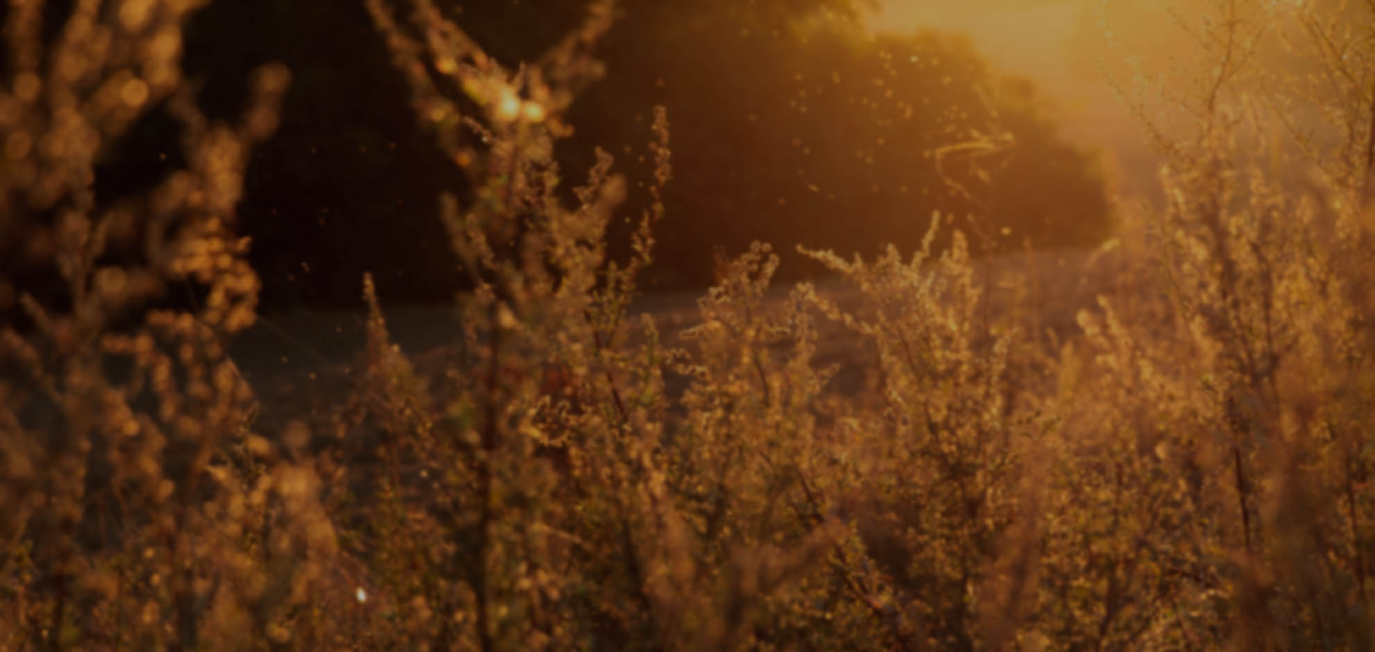 无限轰炸手机软件手机号下载